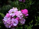 Soapte de parfum (604)