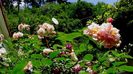 Soapte de parfum (607)