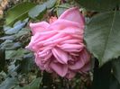 Soapte de parfum (616)