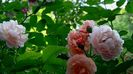 Azi, 10 august (50)