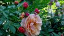 Azi, 10 august (62)
