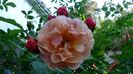 Azi, 10 august (63)