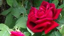 Visul colorat al razelor de soare (33)