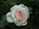 Visul colorat al razelor de soare (45)