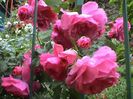 Visul colorat al razelor de soare (48)