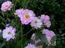 Visul colorat al razelor de soare (62)