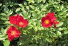 Bienenweide Rot