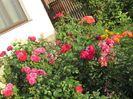 Utrillo,Sisley,Red Leo, Julia C