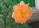 gartenspass_kordes