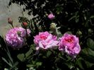 Visul colorat al razelor de soare (166)