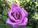 Visul colorat al razelor de soare (221)