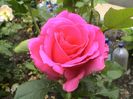 Visul colorat al razelor de soare (248)