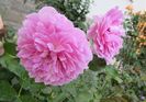 Harlow Carr