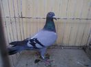 PL 12 vandut