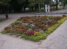 FLORI IN GRADINA STATIUNII
