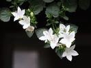 DSC03383