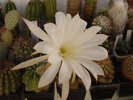 DSC09484
