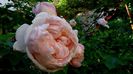 Azi, 10 august (63)