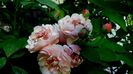 Azi, 10 august (63)