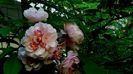 Azi, 10 august (63)
