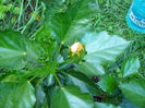 P1040230