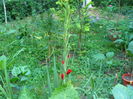 P1040232