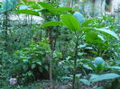 P1040242