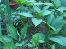 P1040246