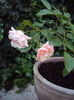 DSC03570