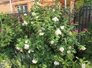 7 aug, Eden Rose