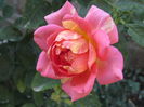 rose des cisterciens