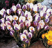 Bulbi Branduse Prins Claus (Crocus)