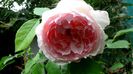 Wedgwood Rose,11 august