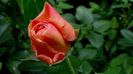 Un boboc de la Abraham Darby, gandindu-se daca sa se deschida astazi