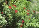 Bienenweide Rot