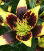 pol_pm_Lilia-Lilium-Easy-Dance-1-szt--309_1