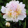 Bulbi Bujor Top Brass (Paeonia)