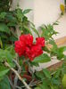 DSCF4022