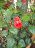 DSCF4042