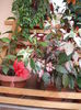 DSCF4066