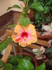 DSCF4070
