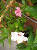 DSCF4071