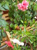 DSCF4089