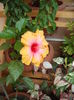DSCF4090