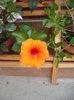 DSCF4095