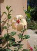 DSCF4109