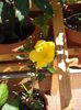 DSCF4110