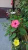 WP_20150725_009
