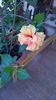 WP_20150725_012
