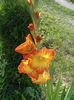 Bulb de la Tulipshop